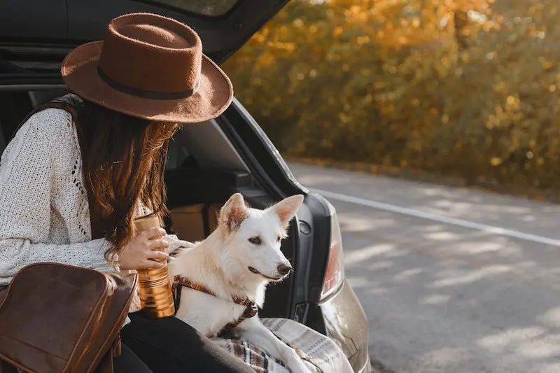 comment nettoyer poils chien voiture