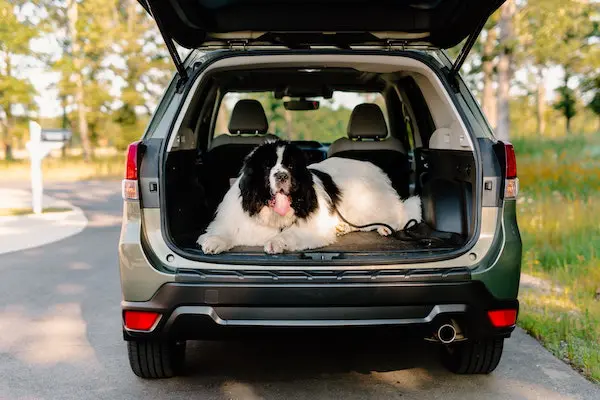 materiel nettoyer poils de chien voiture